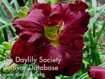 Daylily West of the Moon